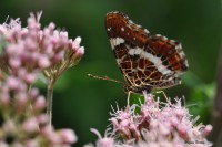 /album/naturailes/araschnia-levana-jpg/